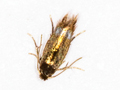 Stigmella hybnerella